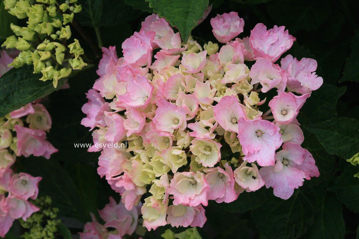 Hydrangea macrophylla 'Kolmadan' (MAGICAL DANIQUE)