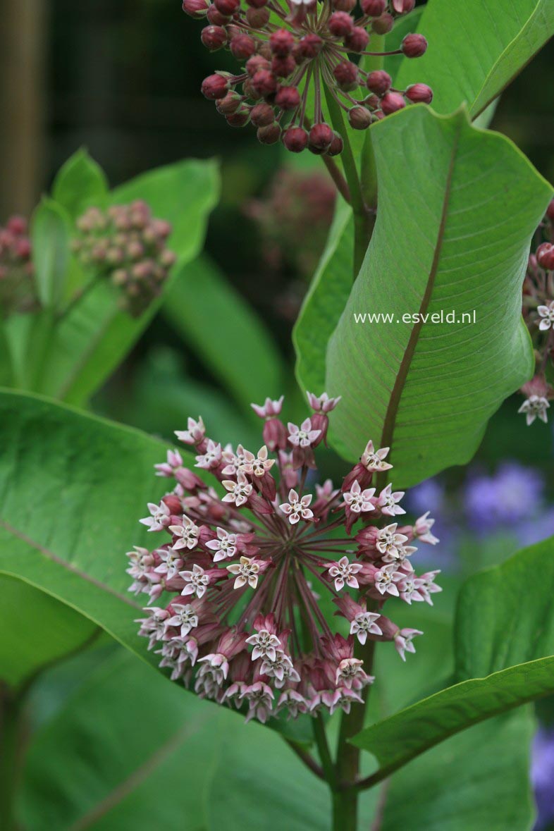 Asclepias syriaca