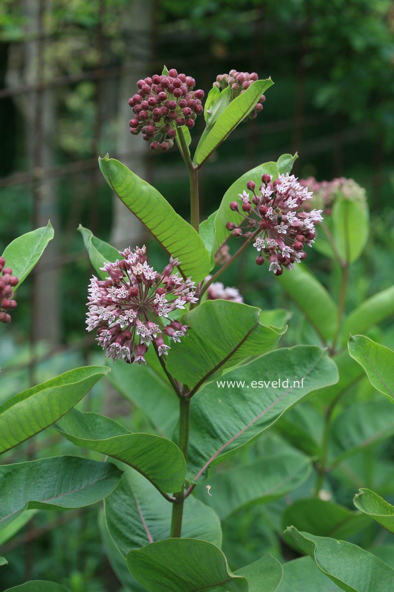 Asclepias syriaca