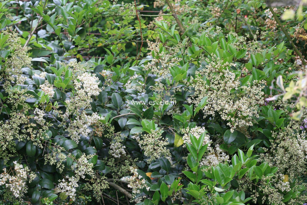 Ligustrum japonicum