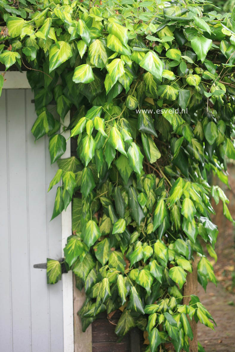 Hedera colchica 'Sulphur Heart'