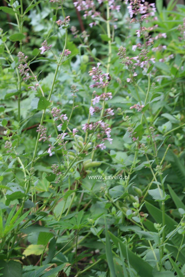 Nepeta grandiflora 'Dawn to Dusk'