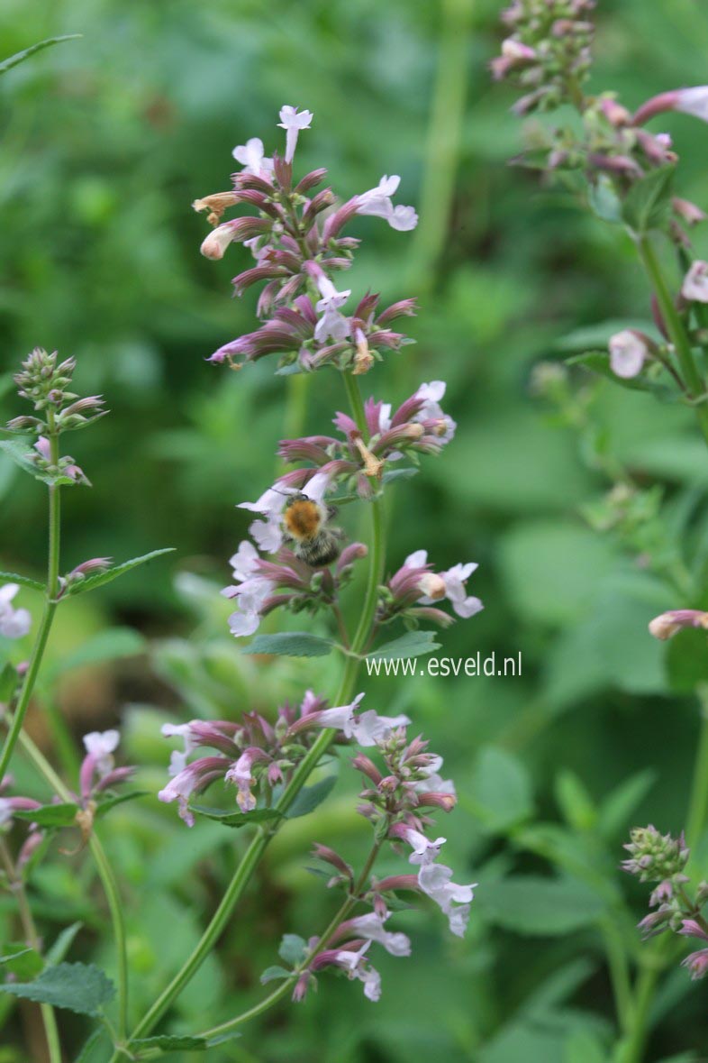 Nepeta grandiflora 'Dawn to Dusk'