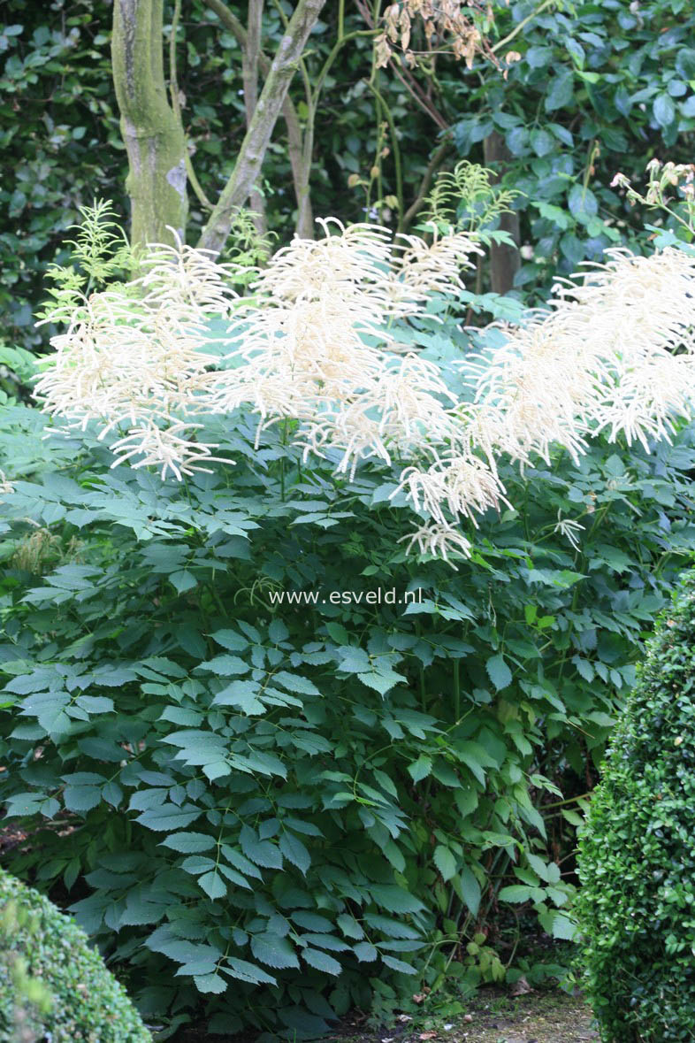 Aruncus dioicus