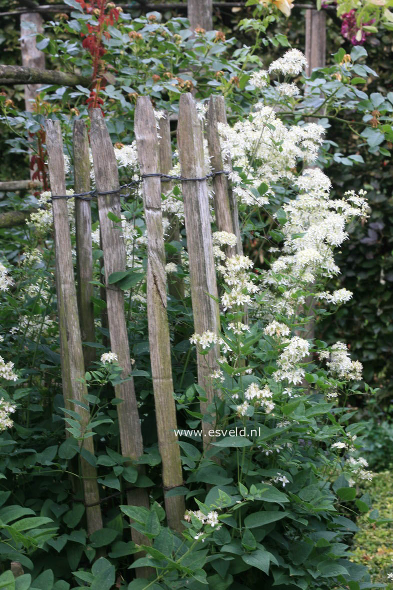 Clematis recta