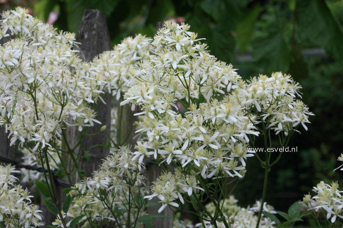 Clematis recta