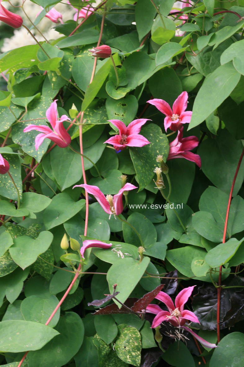 Clematis 'Duchess of Albany'