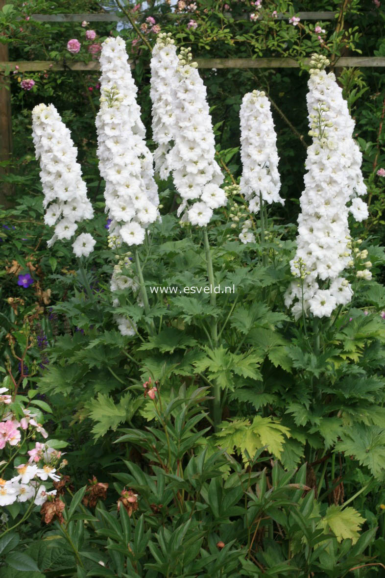 Delphinium 'Galahad'