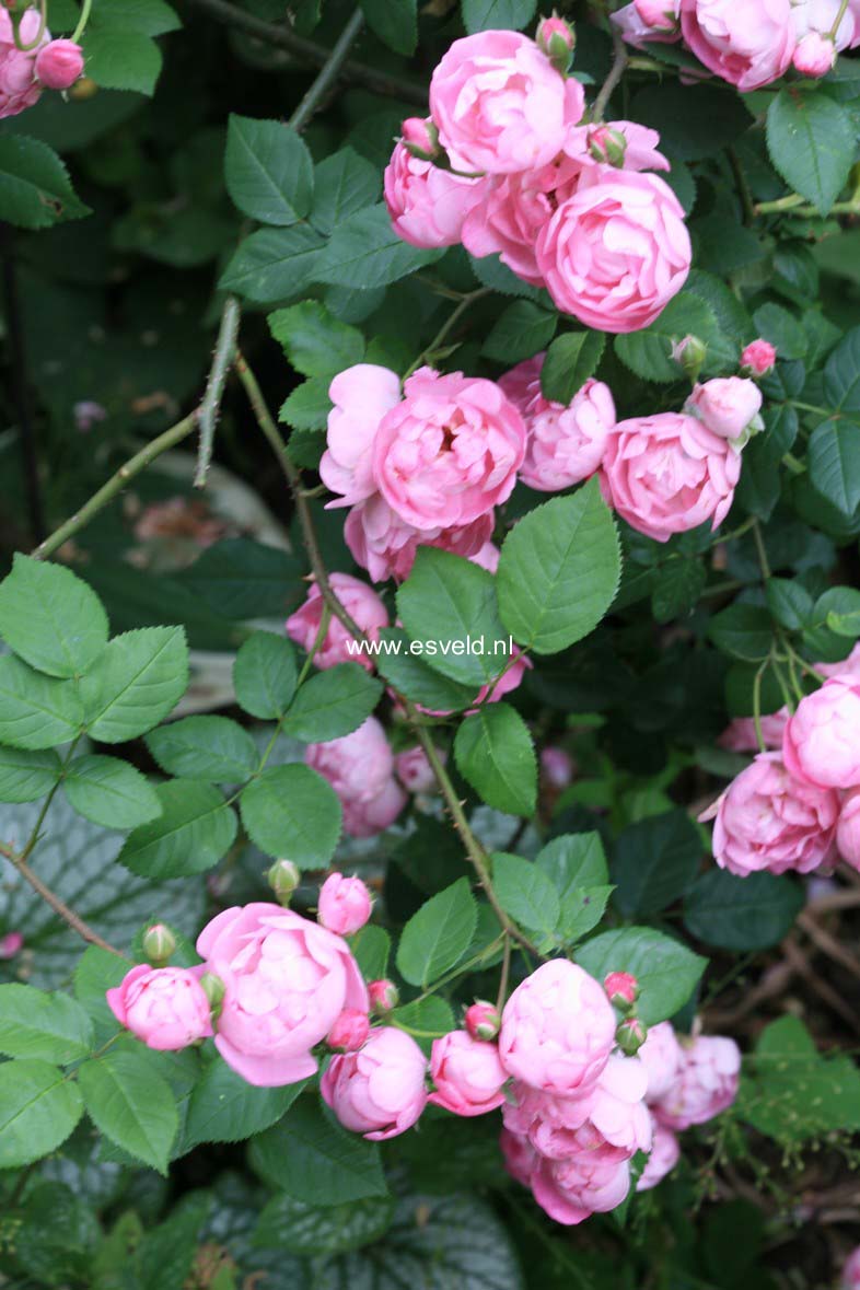 Rosa 'Vispeparu' (PETER PAUL RUBENS)