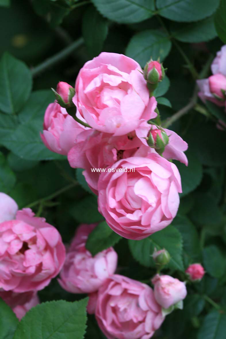 Rosa 'Vispeparu' (PETER PAUL RUBENS)