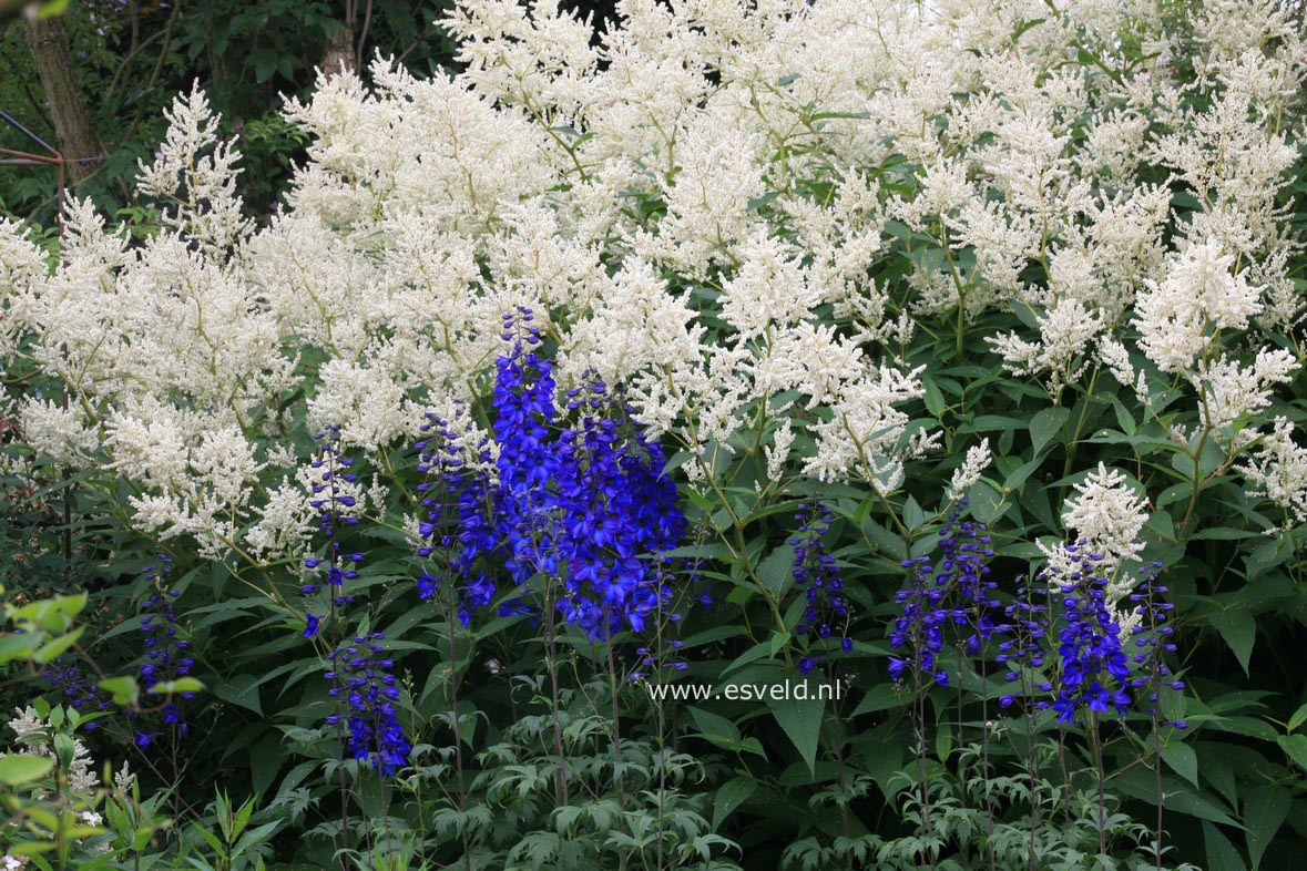 Persicaria polymorpha