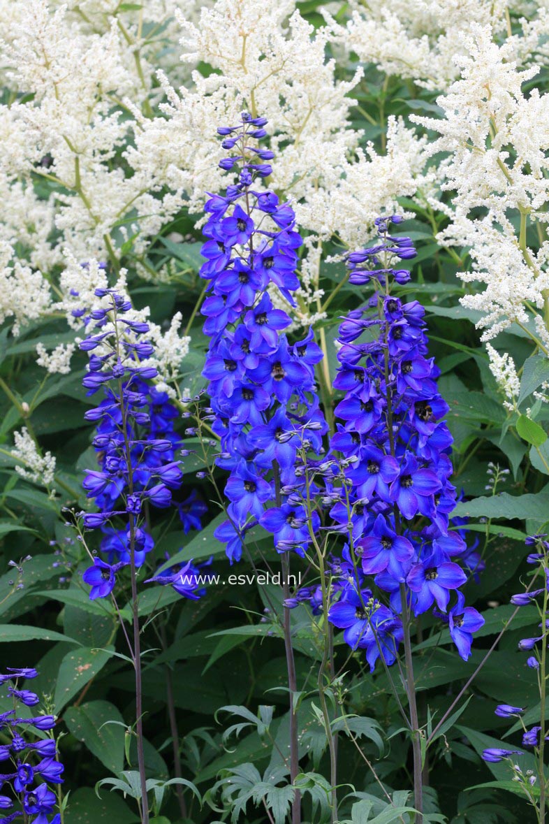 Persicaria polymorpha