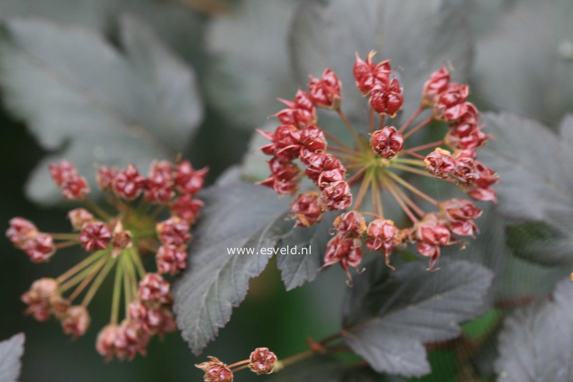 Physocarpus opulifolius 'Diabolo'