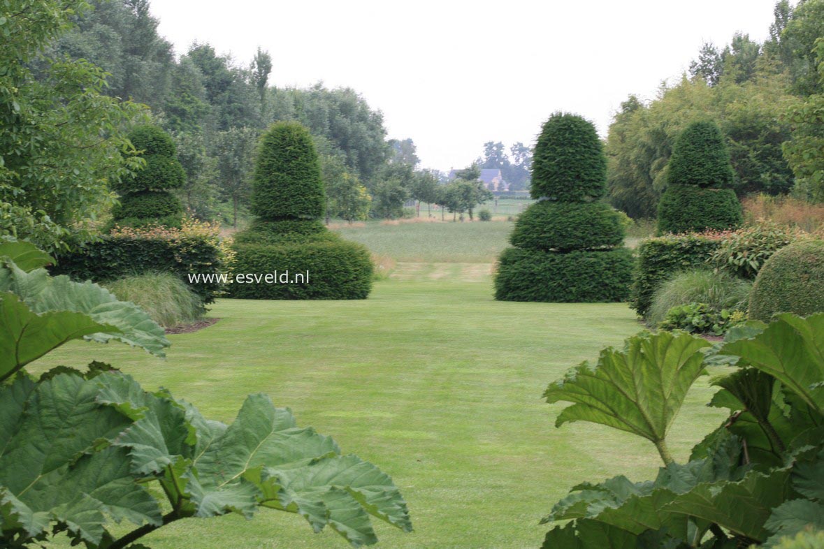 Gunnera manicata