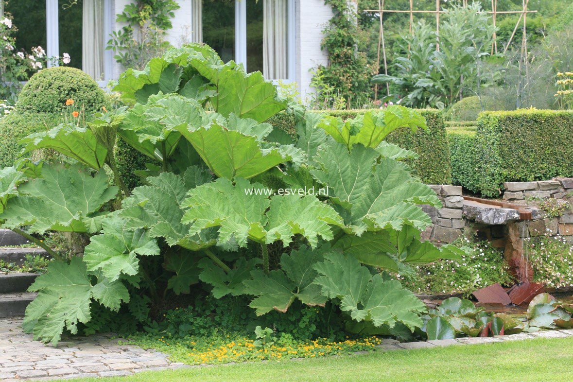 Gunnera manicata