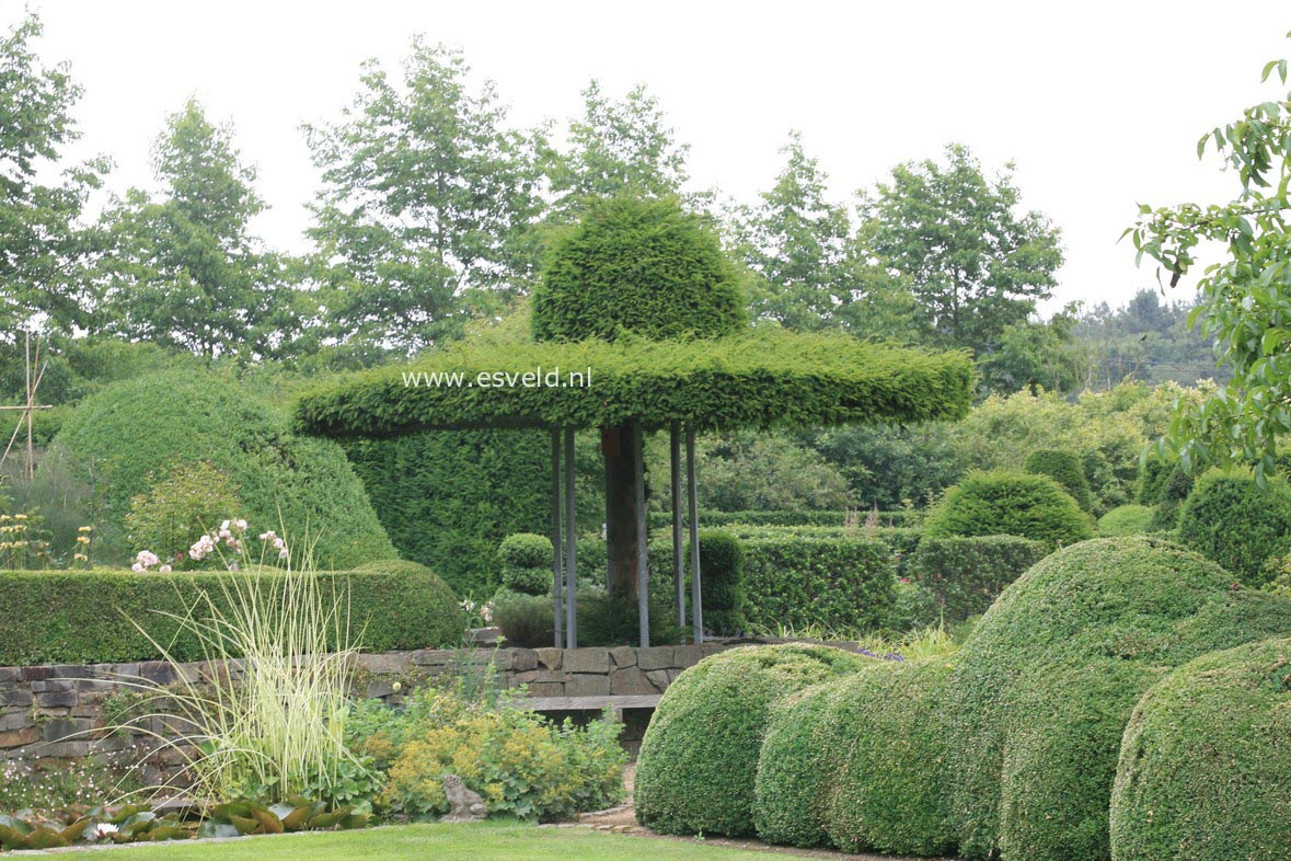 Taxus baccata