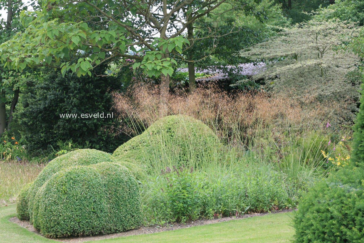 Stipa gigantea