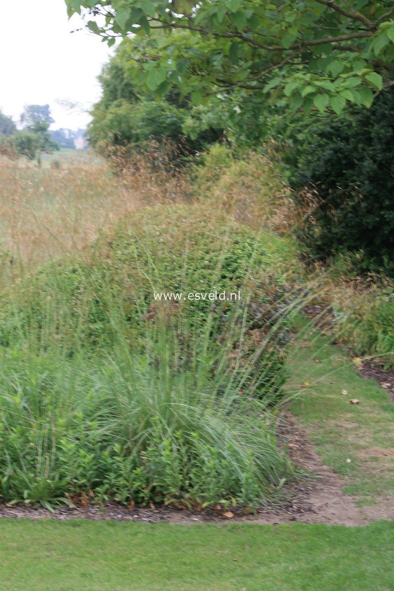 Stipa gigantea