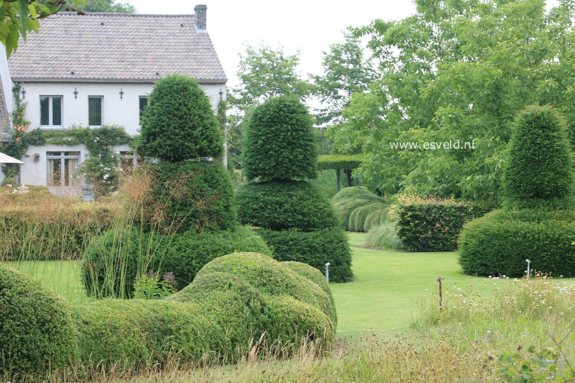 Taxus baccata