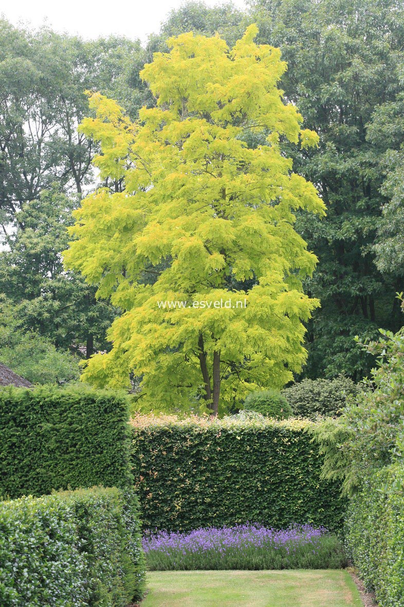 Robinia pseudoacacia 'Frisia'