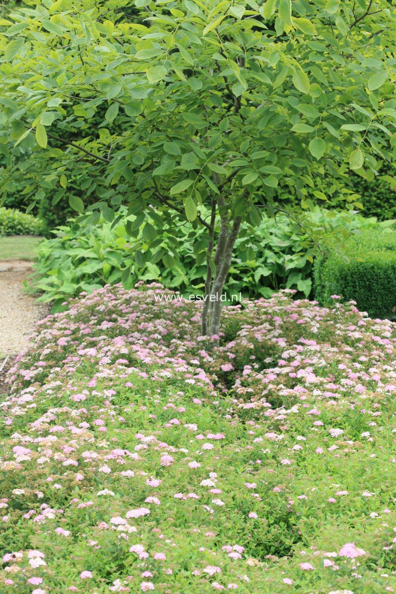 Spiraea japonica 'Little Princess'