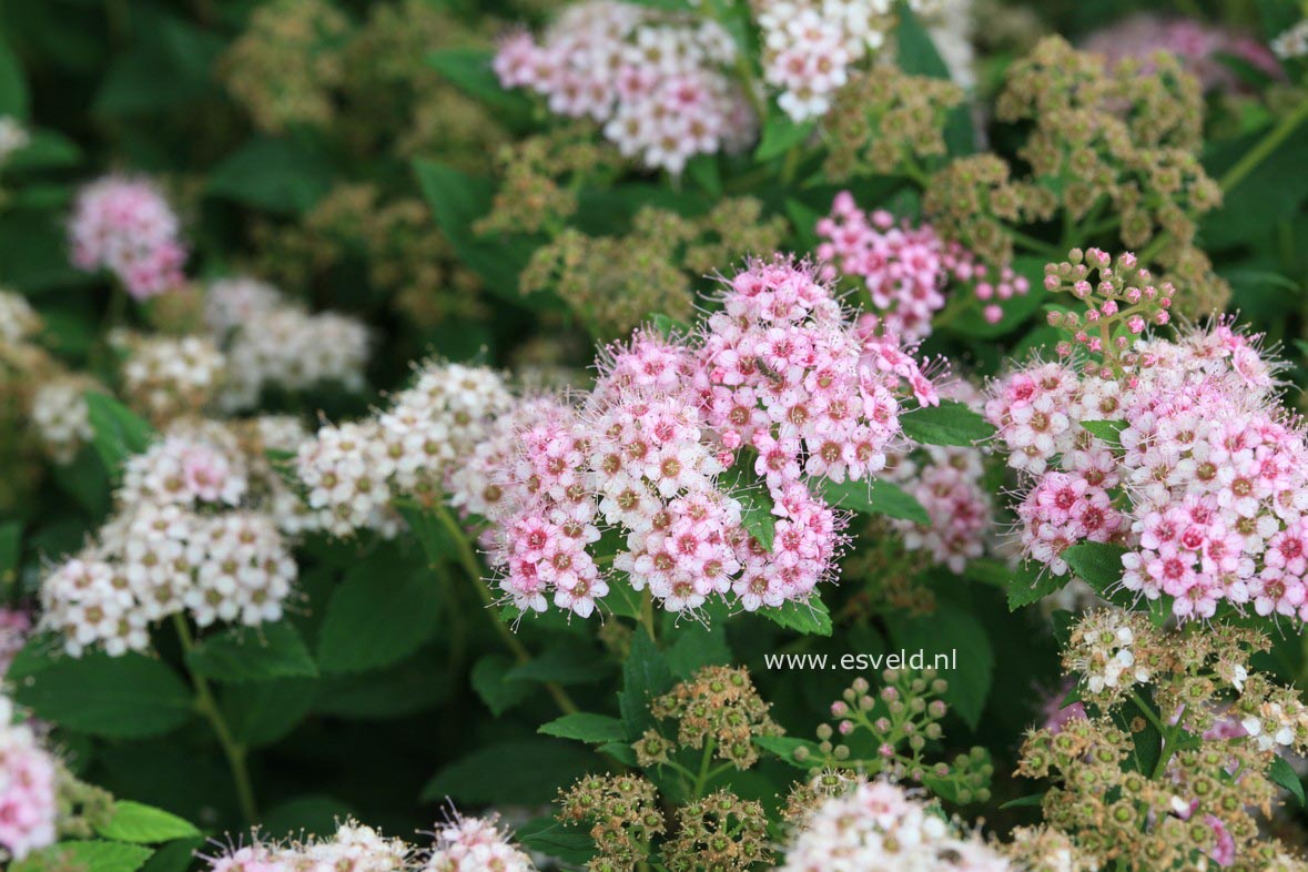 Spiraea japonica 'Little Princess'