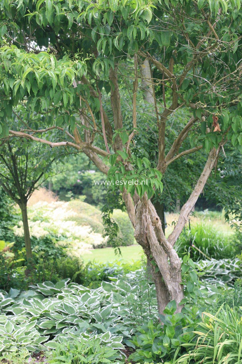 Heptacodium miconioides