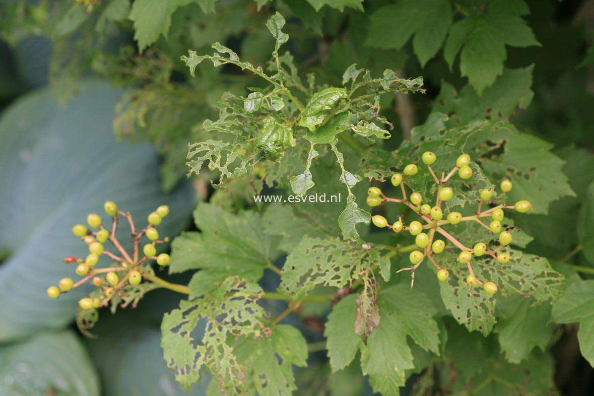 Viburnum opulus