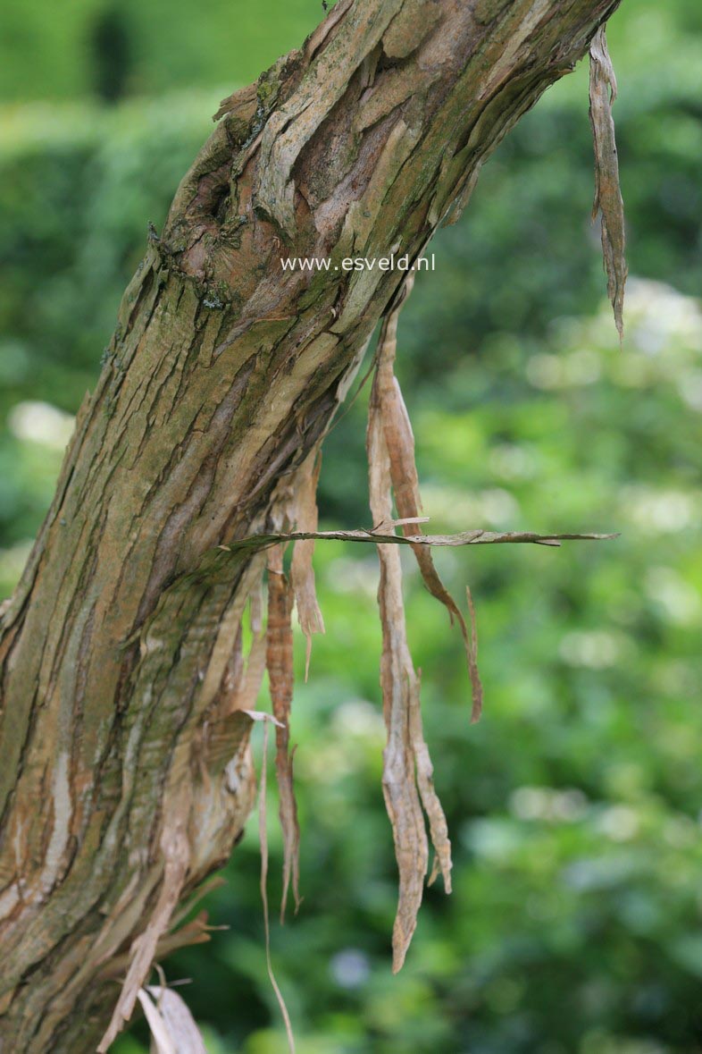 Heptacodium miconioides