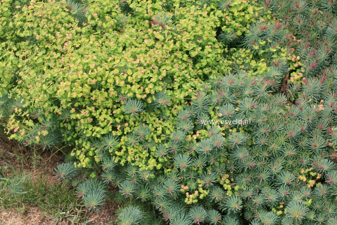 Euphorbia cyparissias 'Clarice Howard'