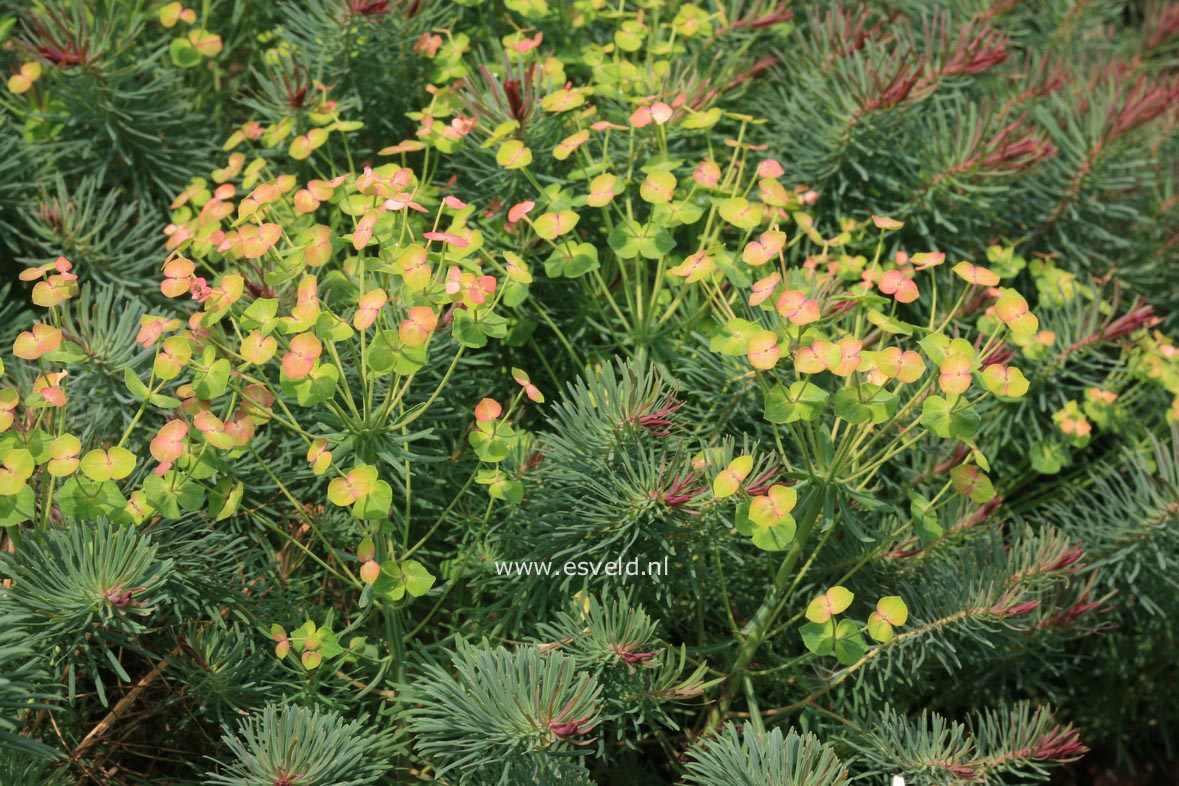 Euphorbia cyparissias 'Clarice Howard'