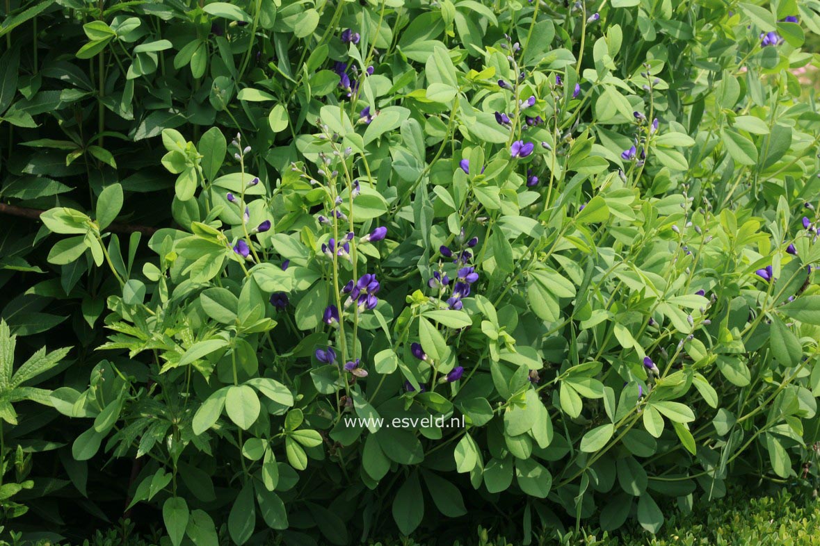 Baptisia australis