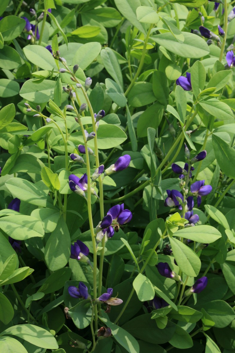 Baptisia australis