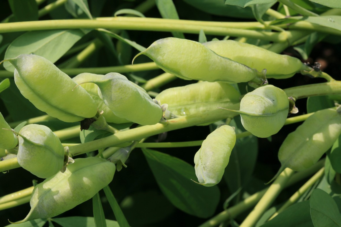 Baptisia australis