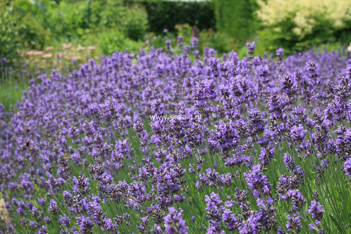 Lavandula angustifolia 'Hidcote'