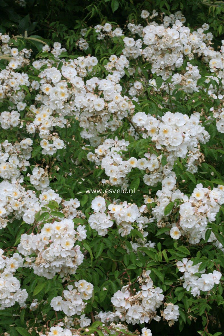 Rosa 'Bobbie James'