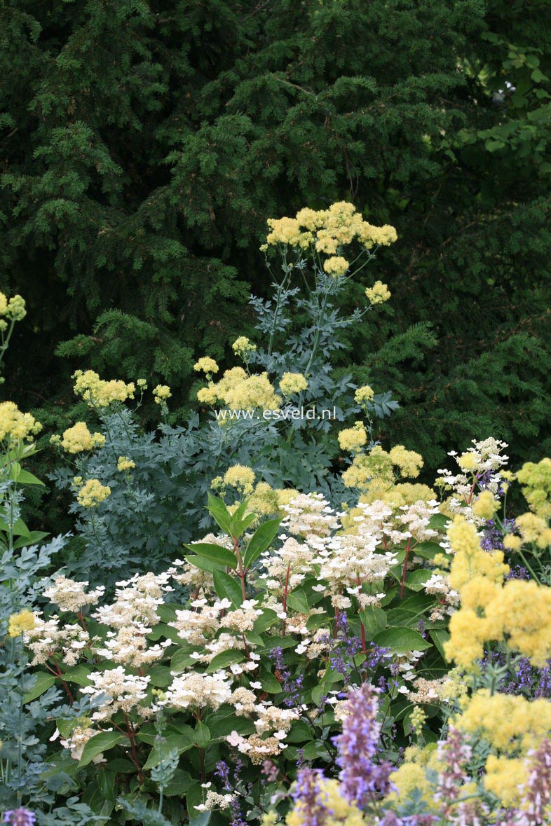 Hydrangea paniculata 'Dharuma'