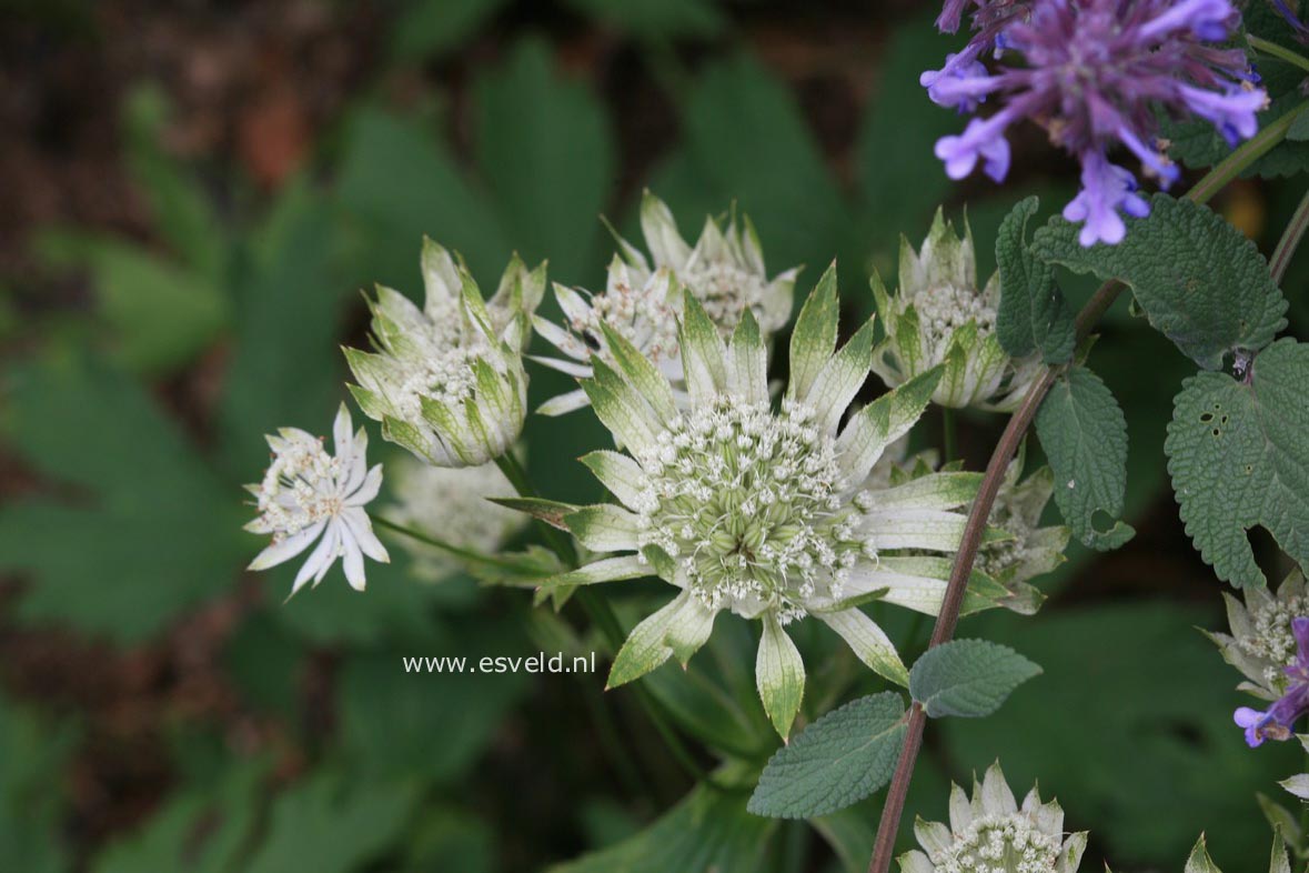 Astrantia maxima