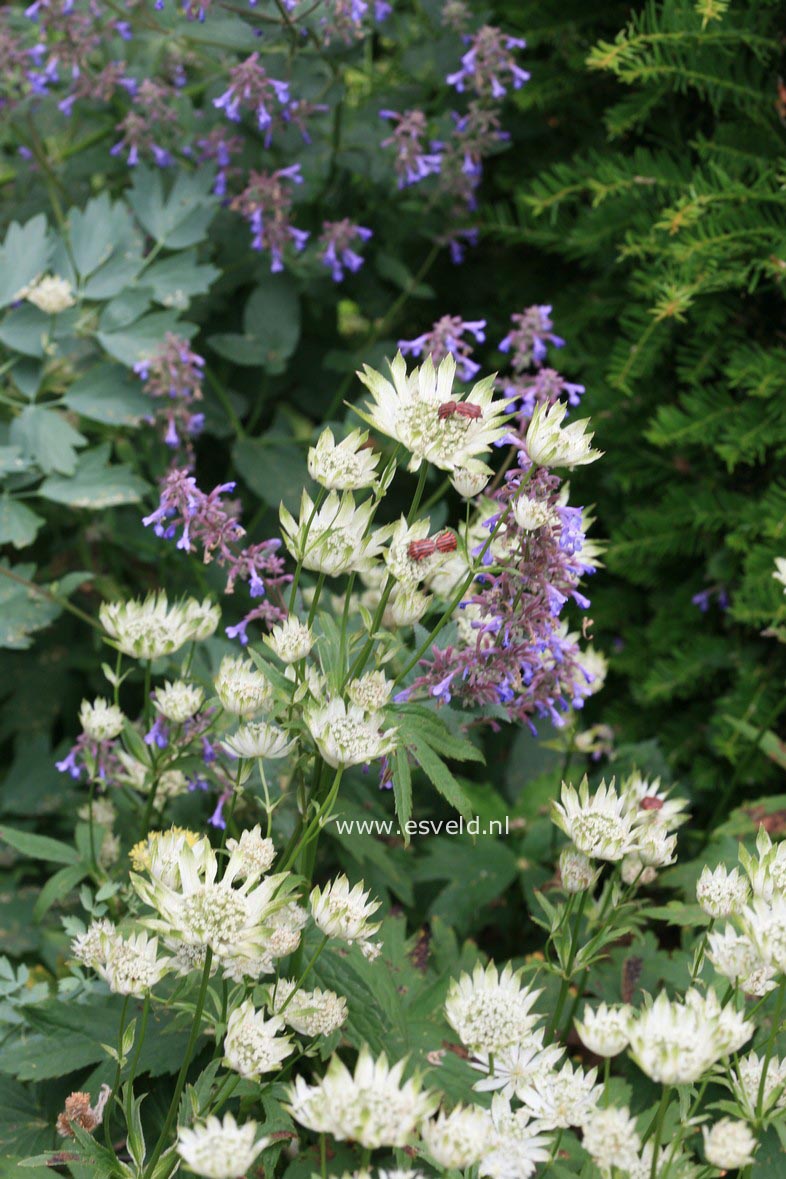 Astrantia maxima