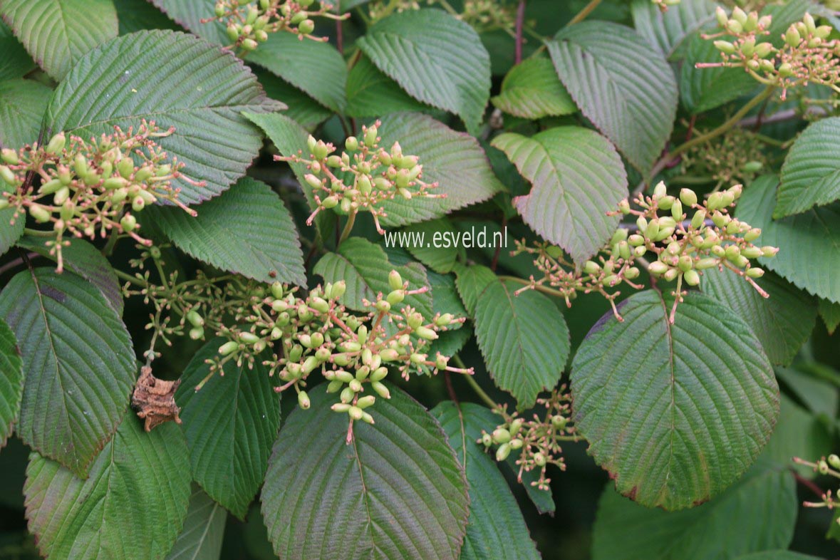 Viburnum plicatum 'Cascade'