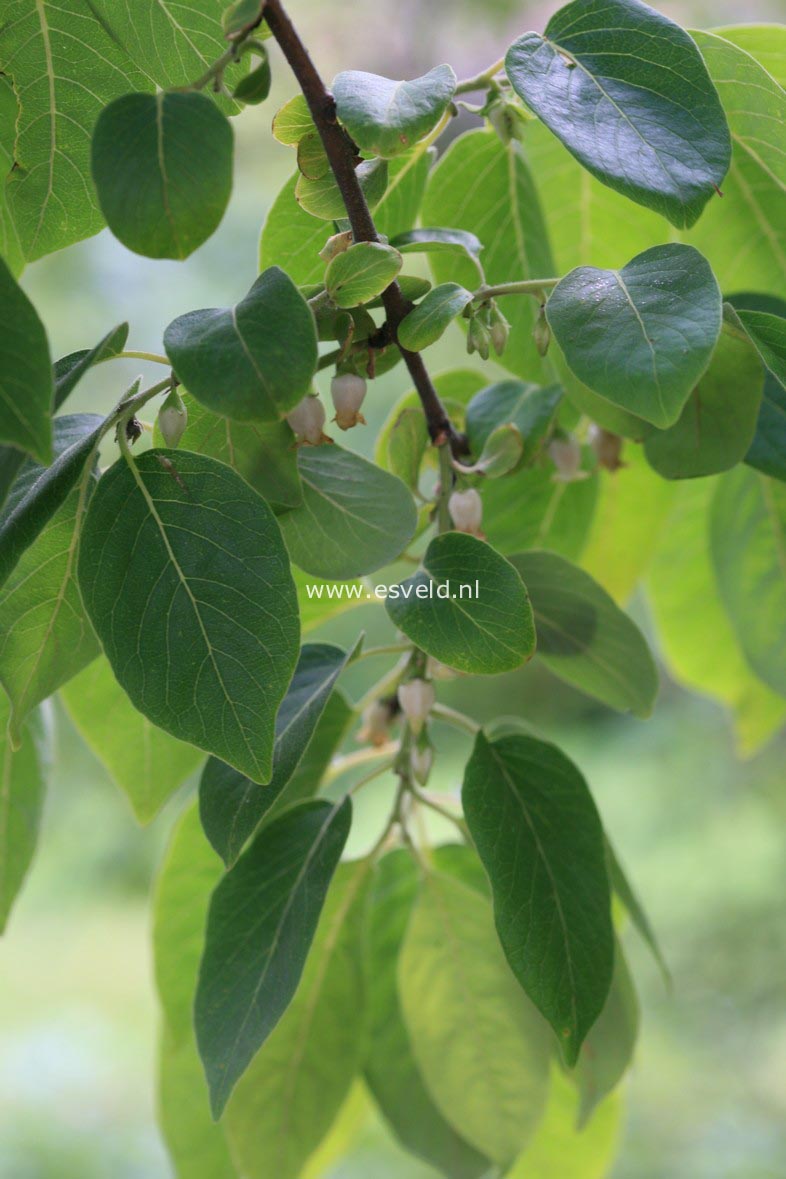 Diospyros virginiana