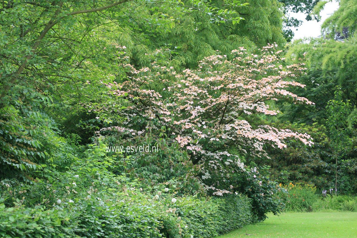 Cornus kousa 'Satomi'
