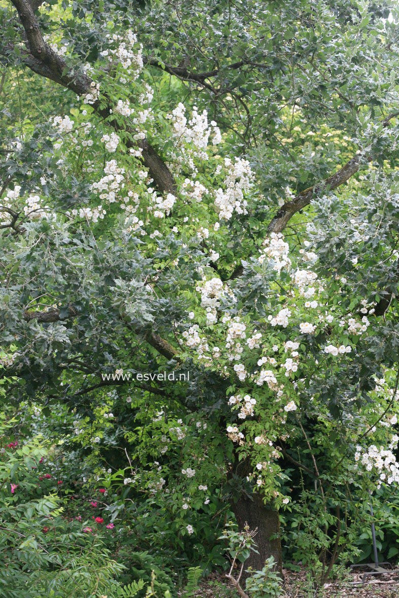 Rosa 'Bobbie James'