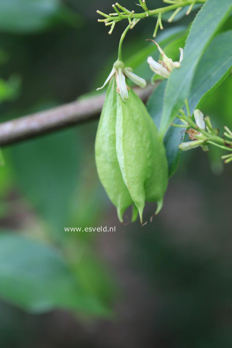 Staphylea colchica