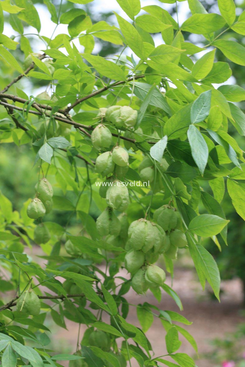 Staphylea colchica