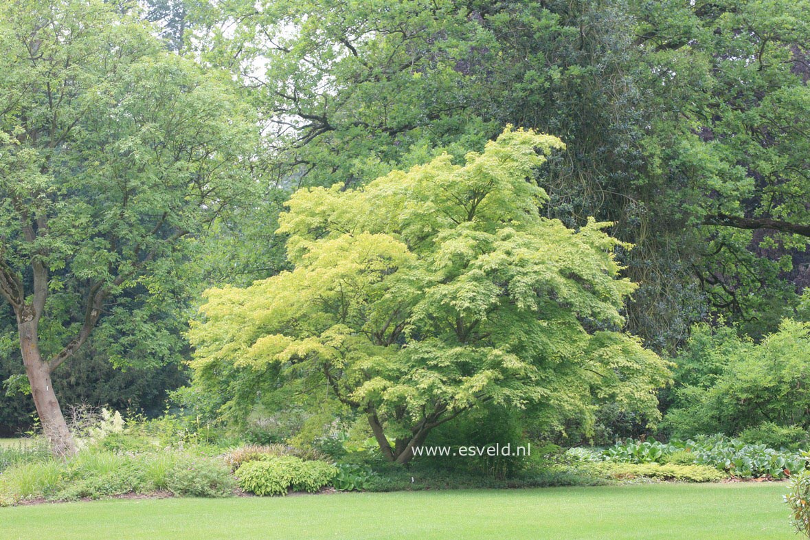 Acer palmatum 'Katsura'