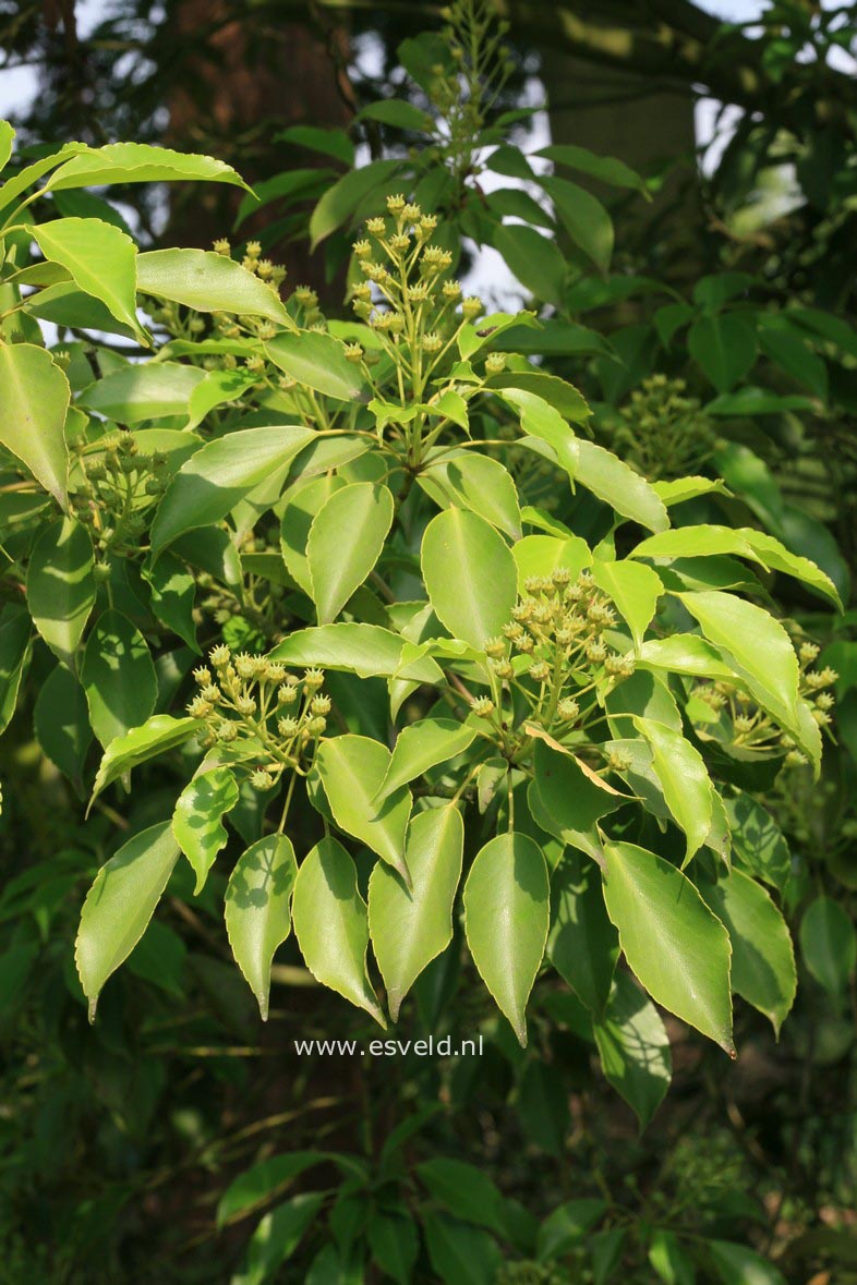 Trochodendron aralioides