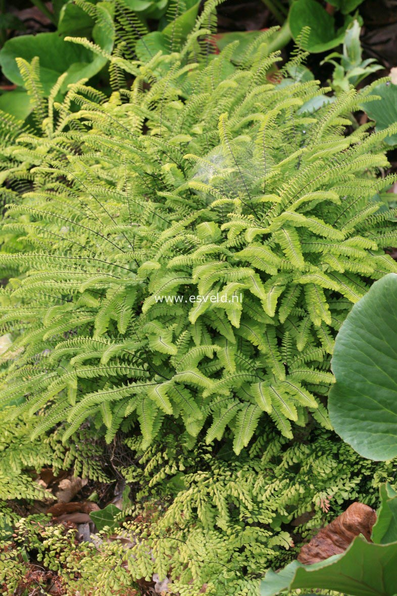 Adiantum pedatum