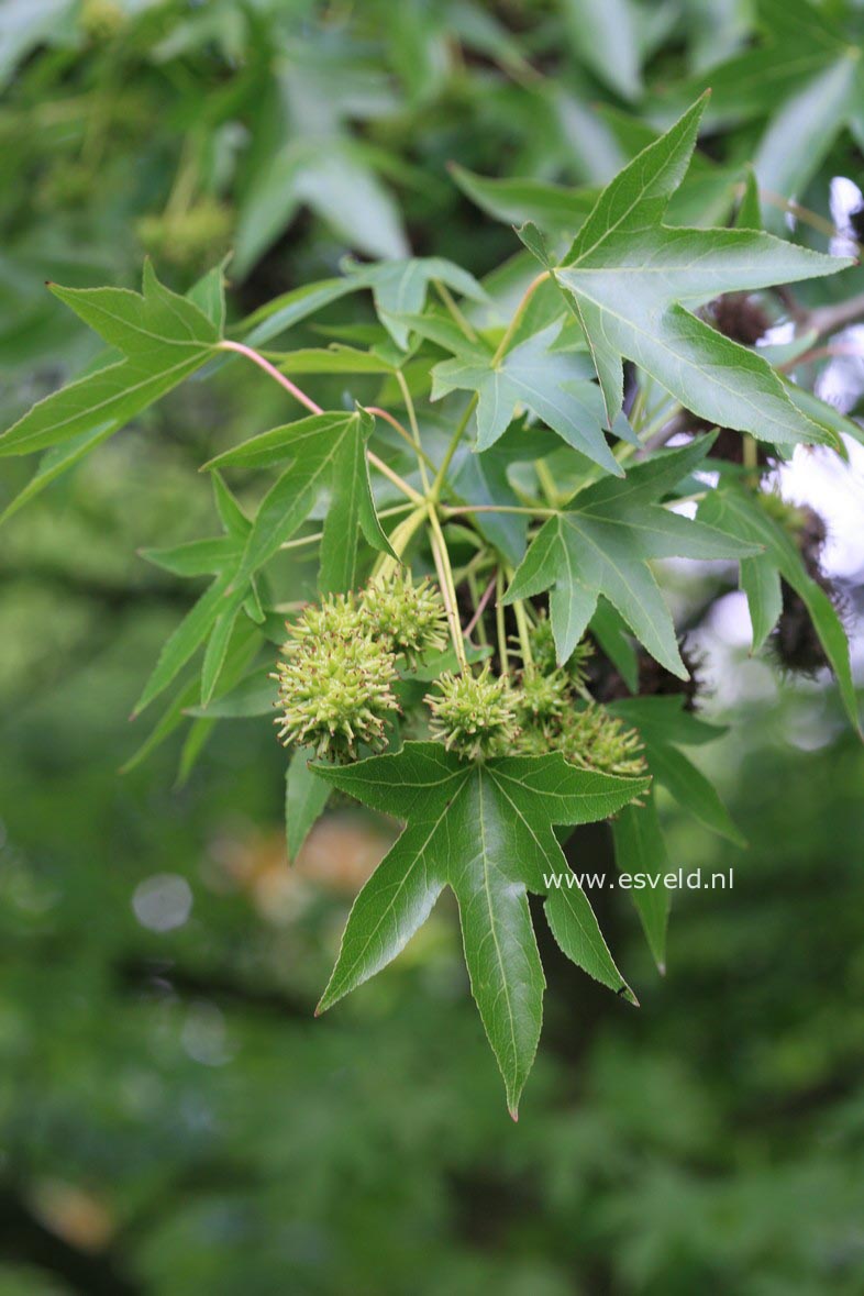 Liquidambar styraciflua 'Worplesdon'