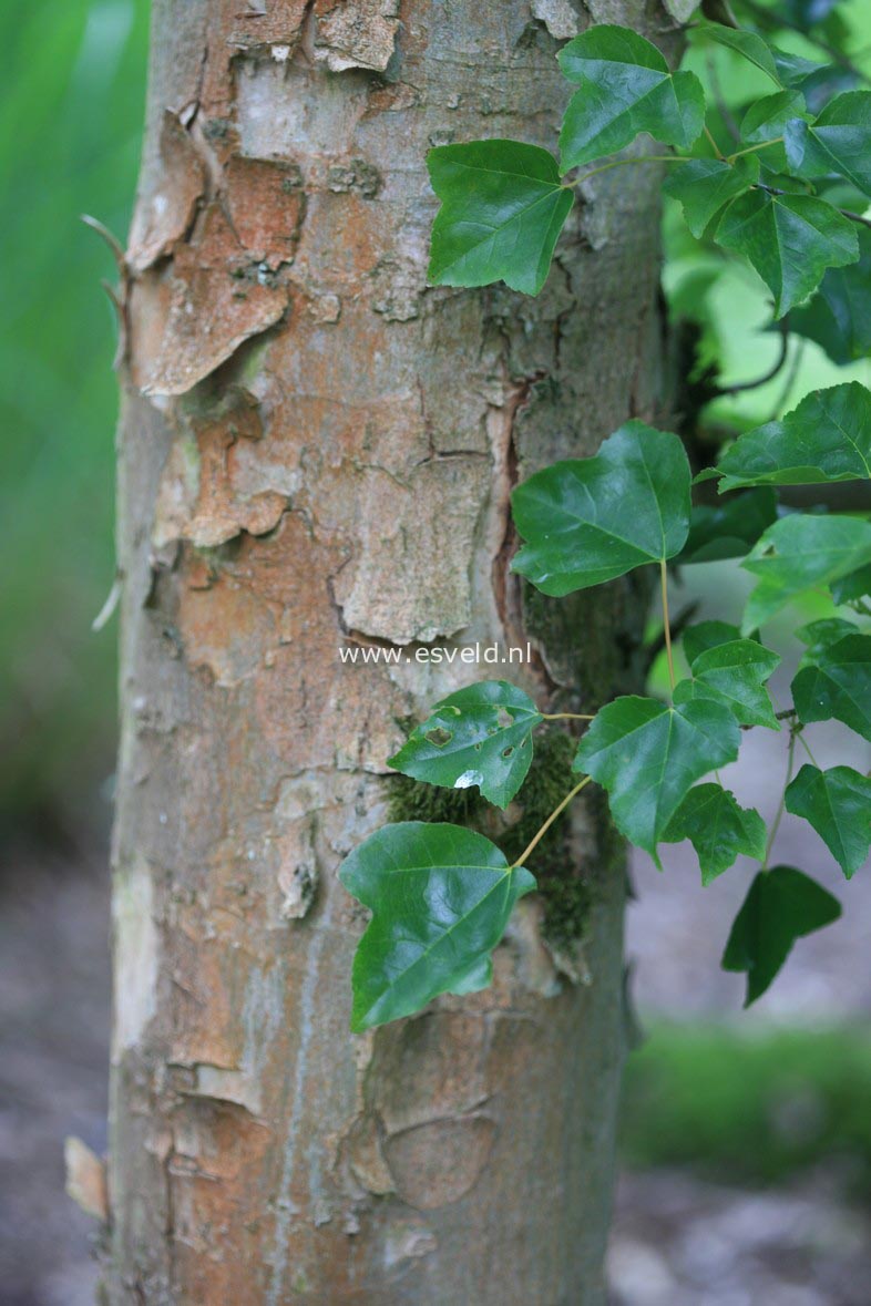 Acer buergerianum ssp. ningpoense